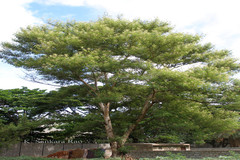 Acacia polyacantha